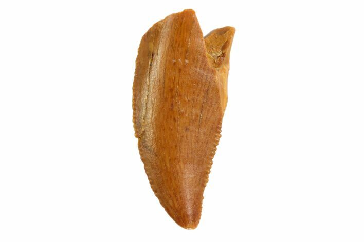 Serrated, Raptor Tooth - Real Dinosaur Tooth #80041